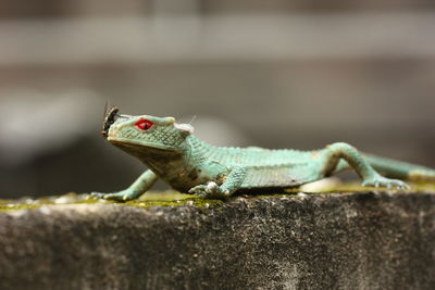 Close-up of lizard on railing