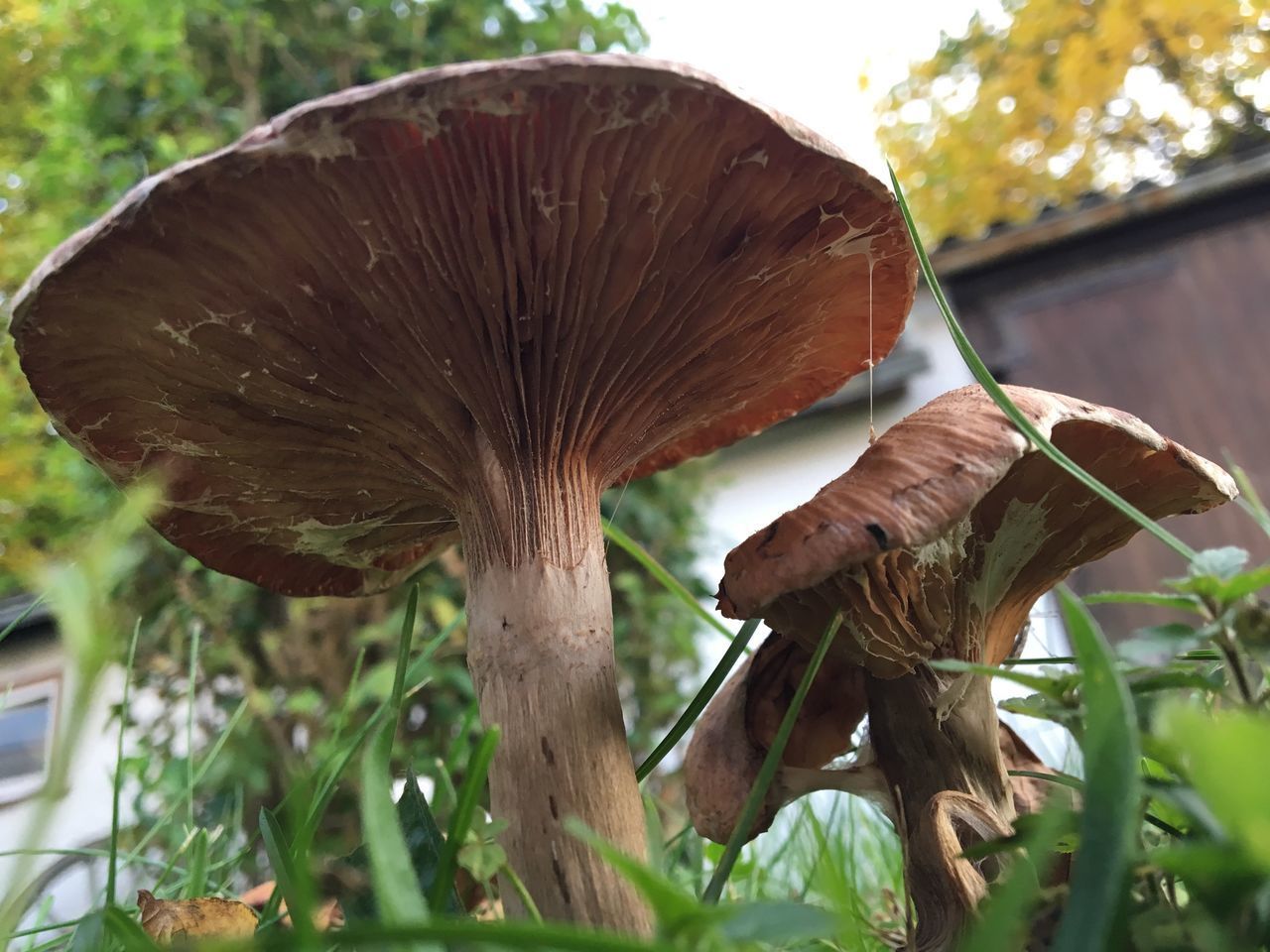 CLOSE-UP OF MUSHROOM GROWING IN PLANT