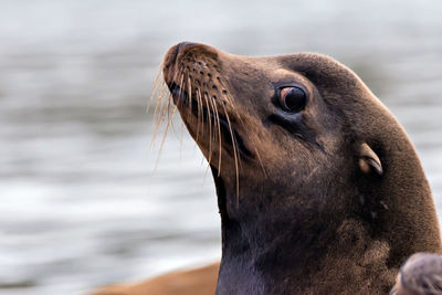 Close-up of sea lion at beach