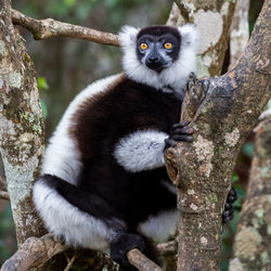 Black-and-white ruffed lemur, varecia variegata, andasibe reserve, madagascar