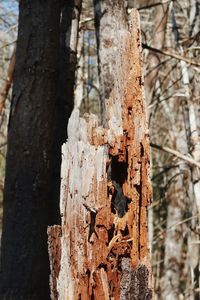 Close-up of tree trunk in forest