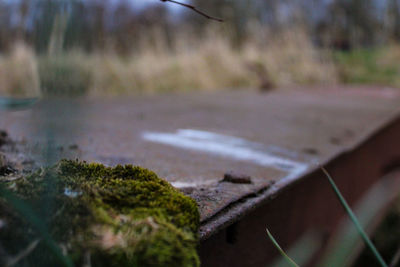 Surface level of road along trees