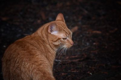Close-up of cat
