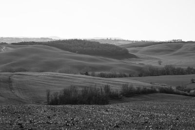 Scenic view of agricultural field against clear sky