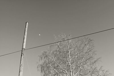 Low angle view of tree against clear sky