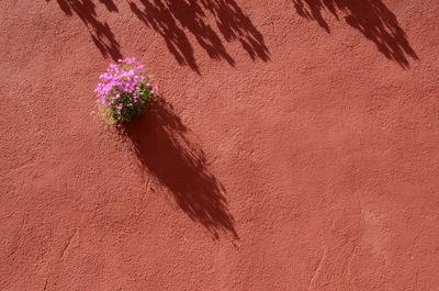 Low angle view of pink flowering plant against wall