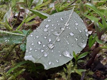 Close-up of raindrops on leaves