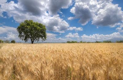 Scenic view of agricultural field against sky