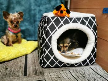 Portrait of a dog in basket