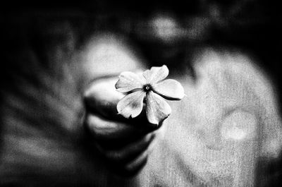 Close-up of hand holding flower