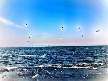 Flock of birds flying over sea