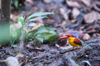 Bird perching on rock