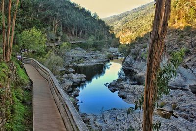 Scenic view of river amidst trees in forest