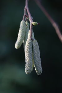 Close-up of flowering plant against blurred background