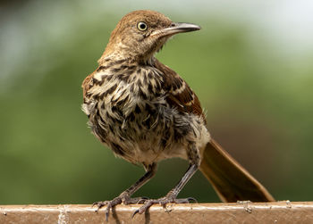 Brown bird on the deck