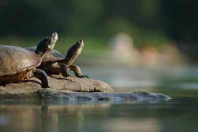 Turtles on rock by lake