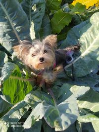 Portrait of dog in park