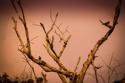 Low angle view of bare trees against clear sky