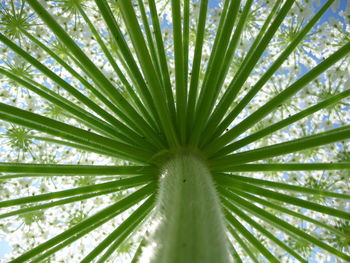 Directly below shot of umbelifer flowers