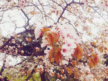Close-up of pink flowers on branch