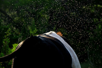 Close-up of cow standing amidst flies