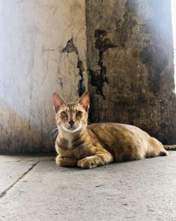 Portrait of cat sitting on floor against wall
