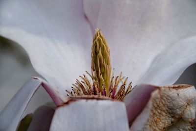 Detail shot of flower