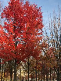 Low angle view of trees