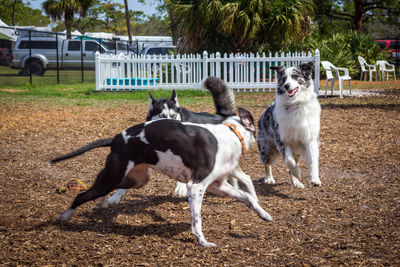 Dogs on horse