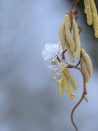 Close-up of frozen plant