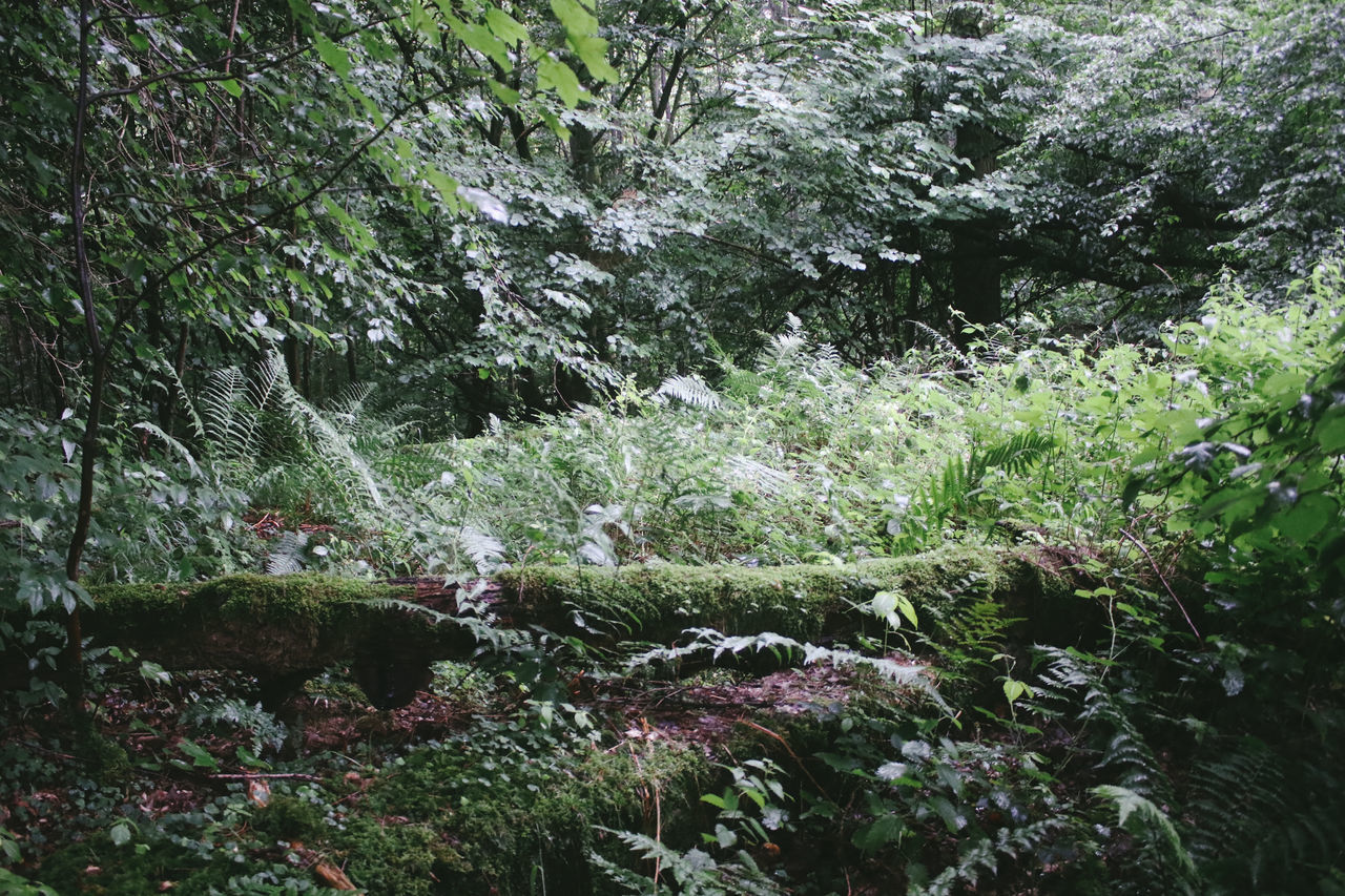 SCENIC VIEW OF WATERFALL