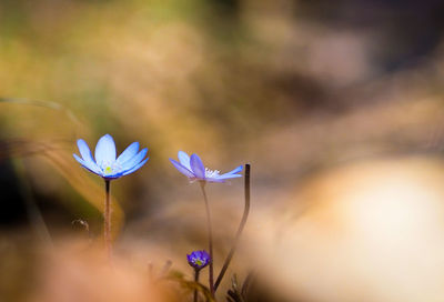 Close-up of purple crocus flowers on field