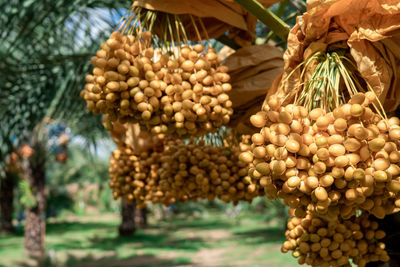 Close-up of fruits on plant