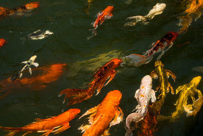 High angle view of koi carps swimming in lake