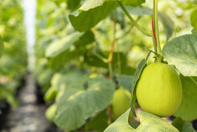 Close-up of fruit growing on plant