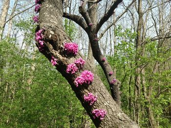 Pink flowering tree in forest