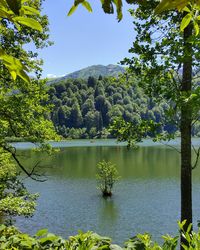 Scenic view of lake in forest against sky