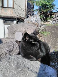 Black cat on building against wall