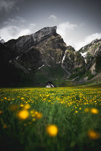 Yellow flowering plants on field against sky