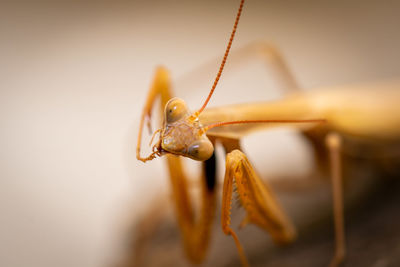 Close-up of insect