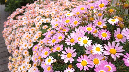 Close-up of pink daisy flowers on field