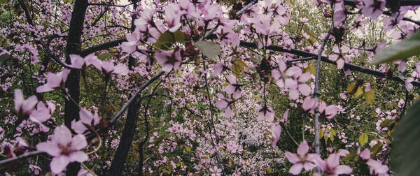 Close-up of cherry blossoms in spring