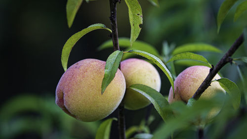 Ripe peaches on the tree with negative space to the left.