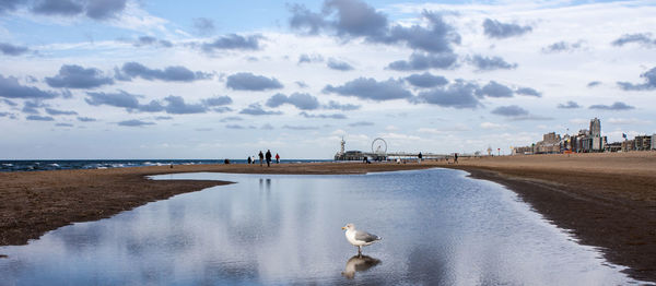 Seagulls on beach