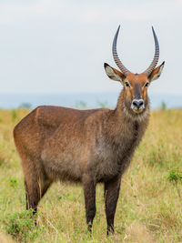 A male waterbuck in the wild