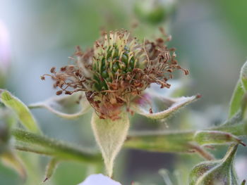 Close-up of flowering plant