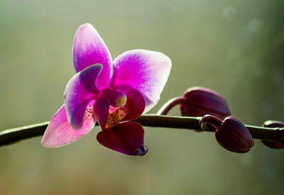 Close-up of pink flower