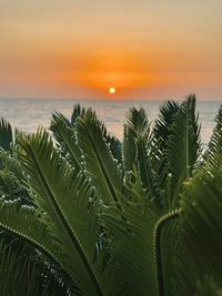beauty in nature