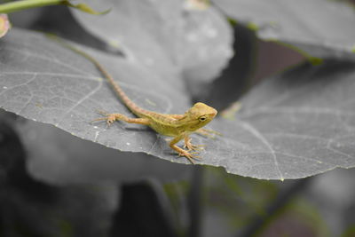 Close-up of insect on leaf