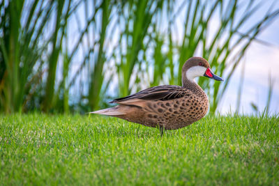 Close-up of bird on field